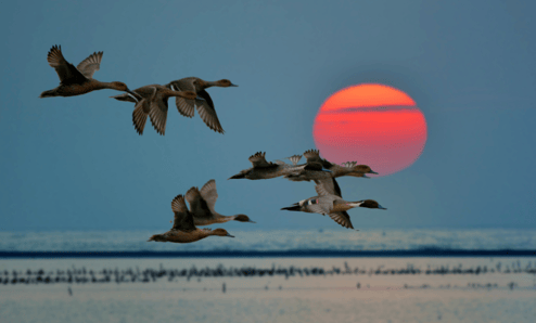 Migratory ducks